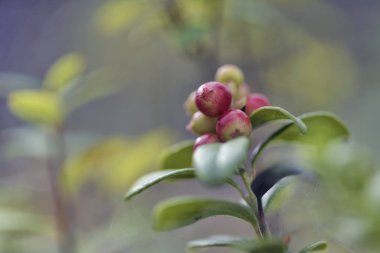Vaccinium vitis-idaea (İsveç kirazı, partridgeberry veya yabanmersini)