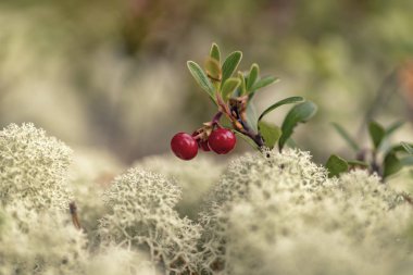 Arctostaphylos uva-ursi (kinnikinnick, pinemat manzanita, bearberry) clipart