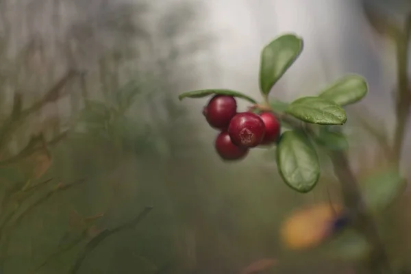 Vörös Áfonya Vörösáfonya Partridgeberry Vagy Cowberry — Stock Fotó