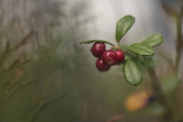 Vaccinium Vitis Idaea Arándano Rojo Partridgeberry Fresa — Foto de Stock