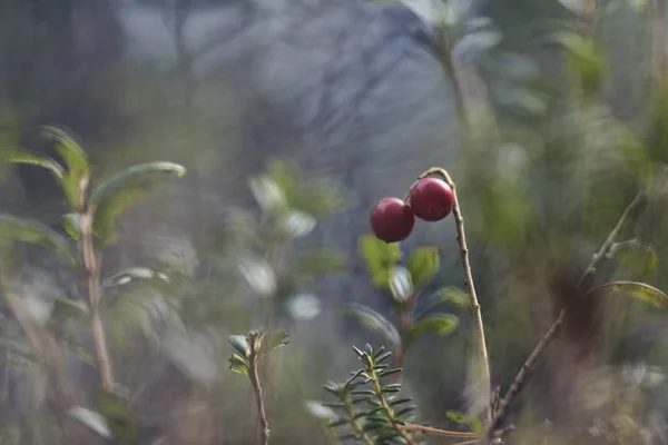Vörös Áfonya Vörösáfonya Partridgeberry Vagy Cowberry — Stock Fotó