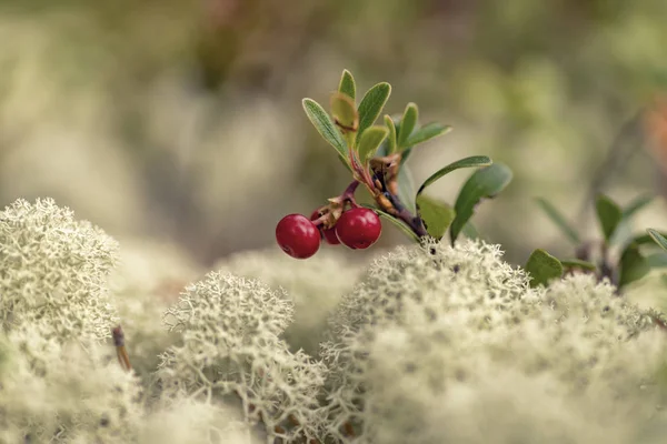 Αρκτοστάφυλος Uva Ursi Kinnikinnick Pinemat Manzanita Bearberry Royalty Free Εικόνες Αρχείου