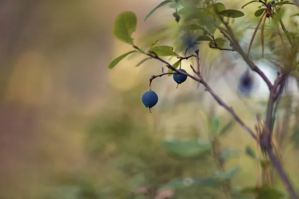 Vaccinium Uliginosum Bog Bilberry Bog Blueberry Northern Bilberry Western Blueberry — Stock Photo, Image