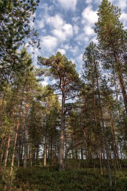 Orman. Ağaçlar. Güneş.
