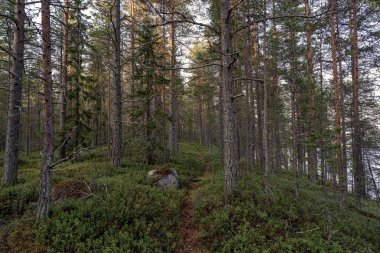 Orman. Ağaçlar. Güneş.