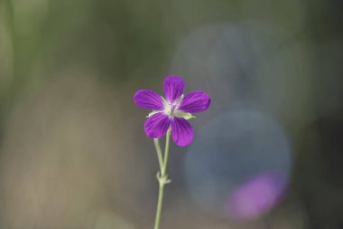(Ahşap cranesbill, woodland Sardunya Sardunya sylvaticum)
