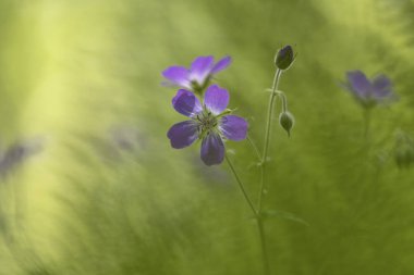 (Ahşap cranesbill, woodland Sardunya Sardunya sylvaticum)