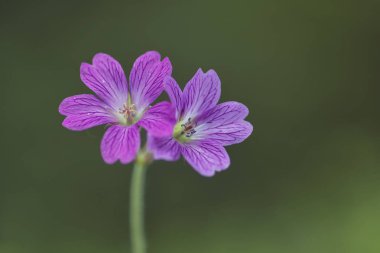 Sardunya pratense, çayır Crane'in-bill veya çayır Sardunya