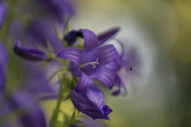 Campanula persicifolia (bellflower şeftali yapraklı)