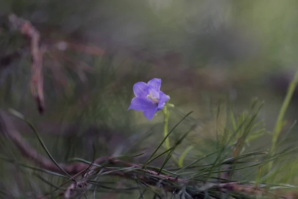 Campanula Patula Eller Sprida Bellflower — Stockfoto