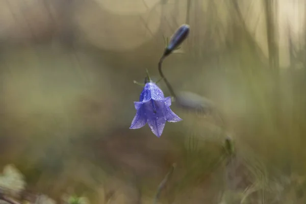 Campanula Patula Lub Rozprzestrzeniania Bellflower — Zdjęcie stockowe