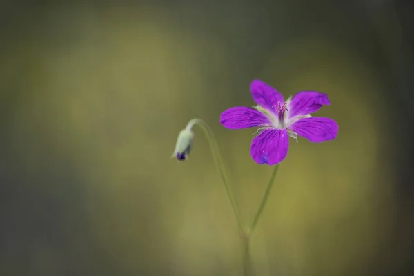 Bodziszek Leśny Cranesbill Drewna Woodland Geranium — Zdjęcie stockowe