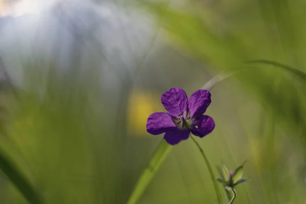 Bodziszek Leśny Cranesbill Drewna Woodland Geranium — Zdjęcie stockowe