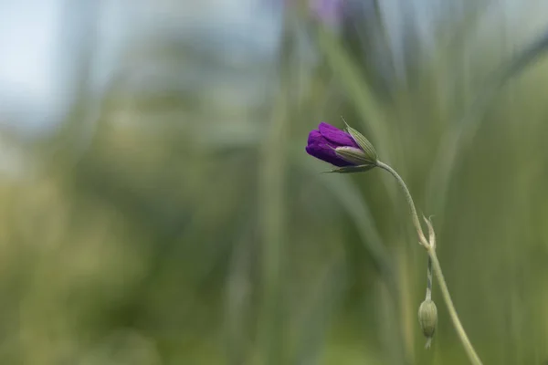 Γεράνι Sylvaticum Ξύλο Cranesbill Δασικές Περιοχές Γεράνι Εικόνα Αρχείου