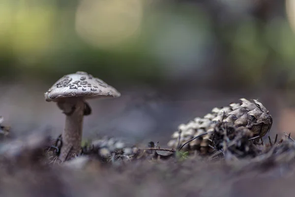 Amanita Pantherina Gorra Pantera Colorete Falso —  Fotos de Stock