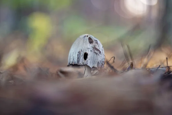 Atramentaria Coprinopsis Κοινή Μελάνι Καπάκι Καπάκι Μελανωμένος Royalty Free Εικόνες Αρχείου