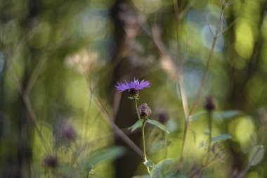 Centaurea jacea (kahverengi knapweed veya kahverengi knapweed)