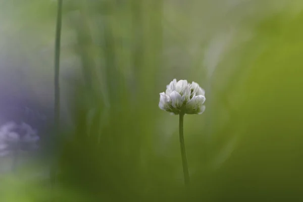 Clover Trefoil — Stock Photo, Image