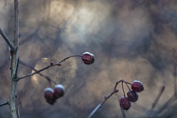 Crataegus Espinheiro Quickthorn Thornapple May Tree Whitethorn Hawberry — Fotografia de Stock