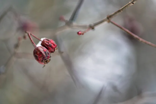 Crataegus Meidoorn Quickthorn Thornapple Mei Boom Whitethorn Hawberry — Stockfoto