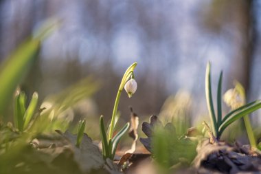 Galanthus (kar damlası, ortak kardelen)