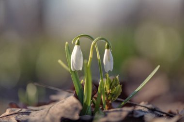 Galanthus (kar damlası, ortak kardelen)