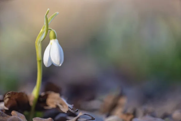 Galanthus Snowdrop Często Snowdrop — Zdjęcie stockowe