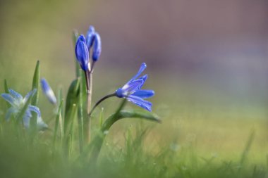 Scilla (veya adasoğanı çiçek)