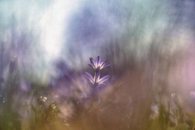 Scilla (veya adasoğanı çiçek)