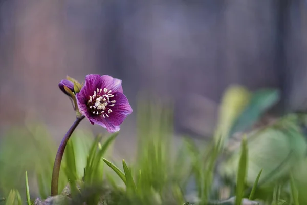 Hellebore Helleborus — Foto de Stock