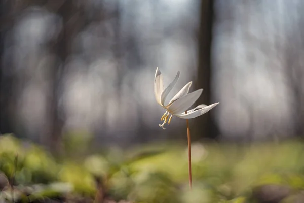 Erythronium Caucasicum Spring Flowers Red List — Stock Photo, Image