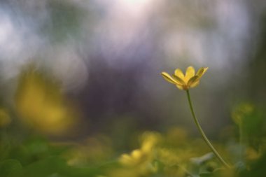 Ficaria verna (genellikle daha az celandine veya pilewort olarak bilinir)