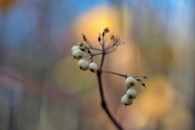 Cornus alba (kırmızı kabuklu veya Sibirya Dogwood 'u))