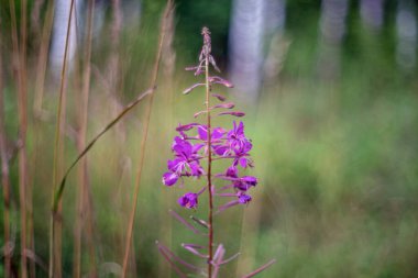 Rosebay willowhere or fireweed (Chamaenerion angustifolium)