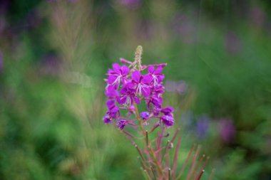 Rosebay willowhere or fireweed (Chamaenerion angustifolium)