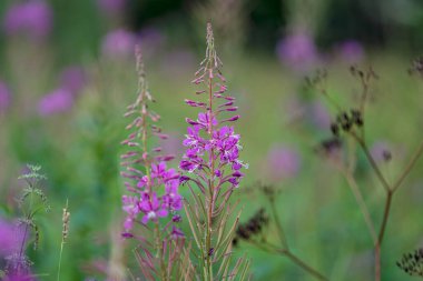 Rosebay willowhere or fireweed (Chamaenerion angustifolium)