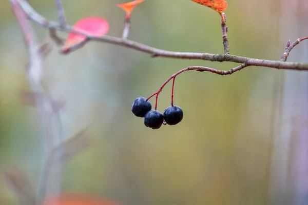 Aronia Melanocarpa Chokeberry Negro —  Fotos de Stock