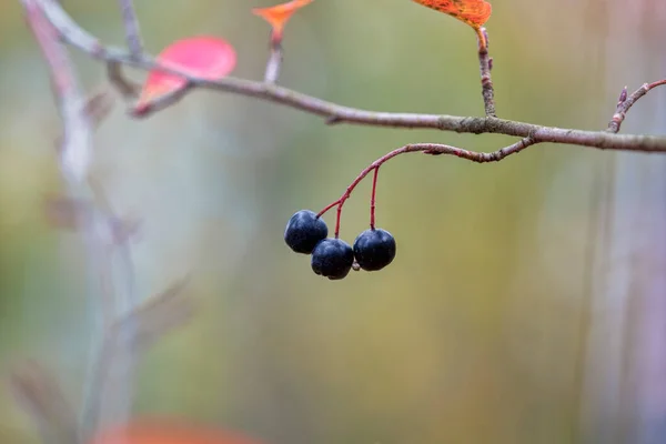 Aronia Melanocarpa Lub Czarna Borówka Czarna — Zdjęcie stockowe