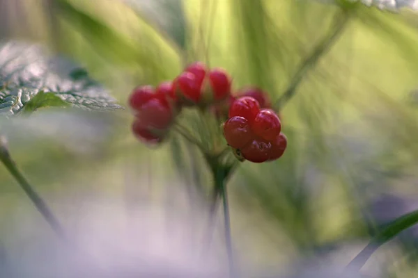 Rubus Saxatilis Nebo Kamenná Ostružina — Stock fotografie