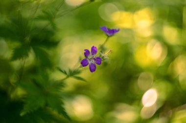 Ormanlık sardunya (Geranium sylvaticum, ahşap vinç gagası)