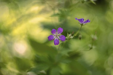 Ormanlık sardunya (Geranium sylvaticum, ahşap vinç gagası)