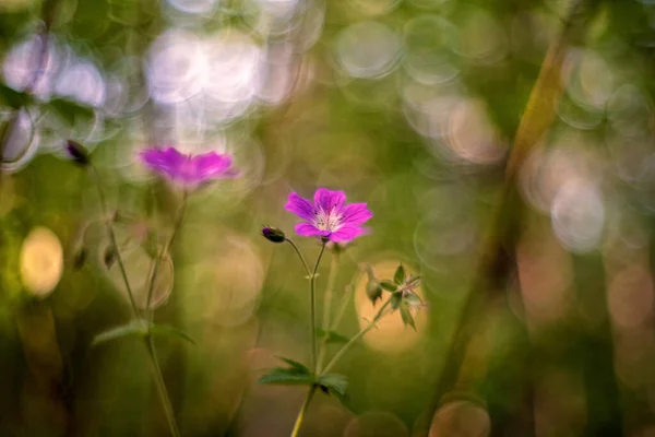 Woodland Geranium Geranium Sylvaticum Wood Cranesbill — Stock Photo, Image