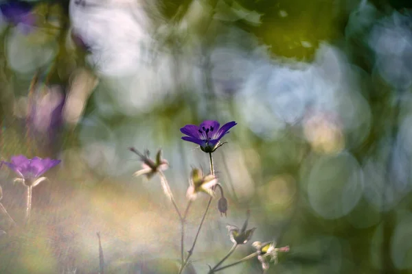 Waldgeranien Geranium Sylvaticum Waldkranich — Stockfoto