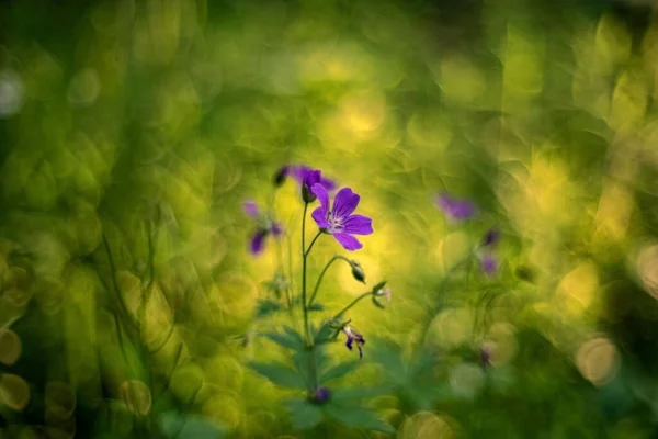 Woodland Geranium Geranium Sylvaticum Wood Cranesbill Royalty Free Stock Images