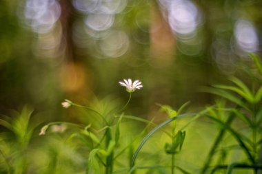 Stellaria holostea (Rabelera holostea, more stitchwort, more starwort, and addersmeat)
