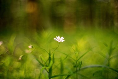 Stellaria holostea (Rabelera holostea, more stitchwort, more starwort, and addersmeat)