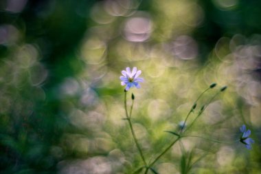 Stellaria holostea (Rabelera holostea, more stitchwort, more starwort, and addersmeat)