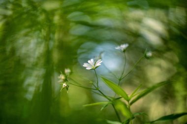 Stellaria holostea (Rabelera holostea, more stitchwort, more starwort, and addersmeat)