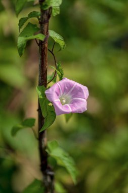 Konvolvulus arvensis veya alan bağotu