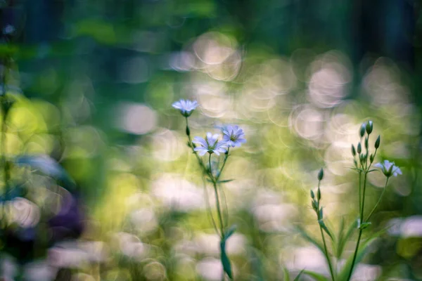 Stellaria Holostea Rabelera Holostea Większa Dziurawiec Zwyczajny Większa Dziurawiec Zwyczajny — Zdjęcie stockowe